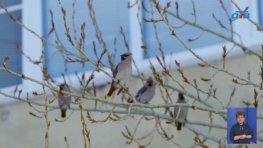 В Магнитогорск прилетели свиристели