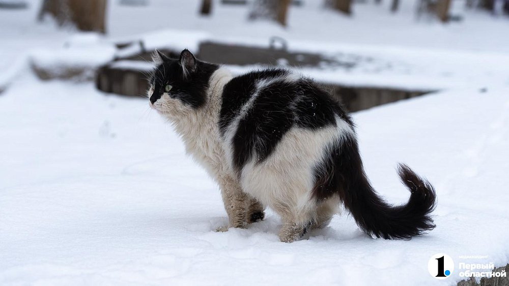 Карантин по бешенству ввели в Тракторозаводском районе Челябинска