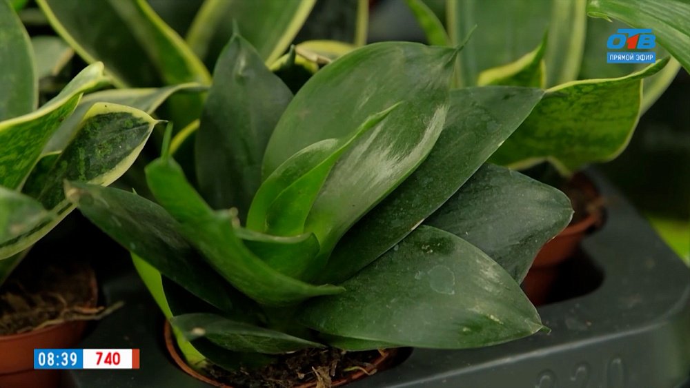 Почему засыхает «Тещин язык»? — в рубрике «Зеленый доктор»