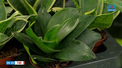 Почему засыхает «Тещин язык»? — в рубрике «Зеленый доктор»