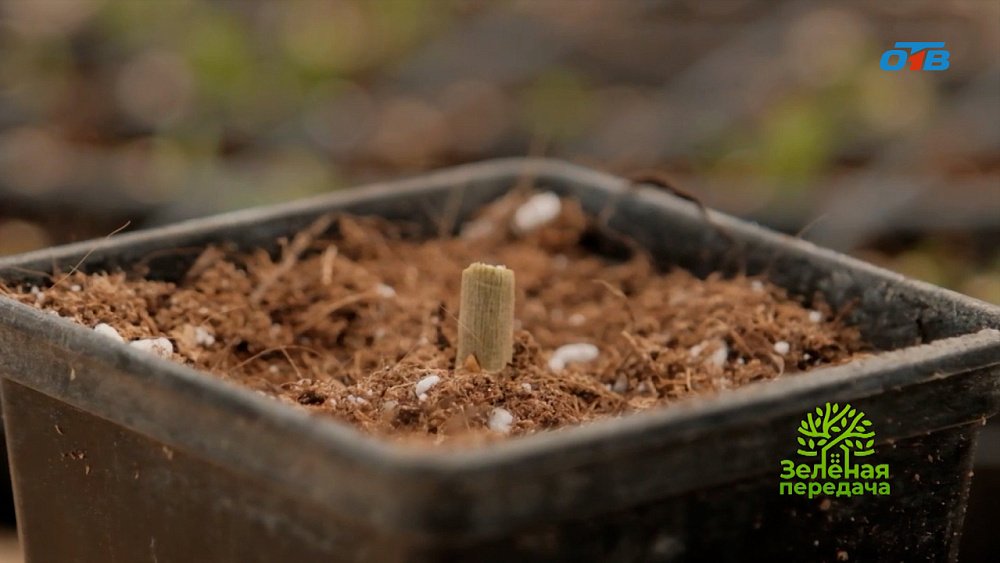 Пусть растений будет много