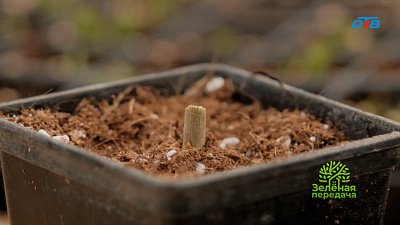 Пусть растений будет много