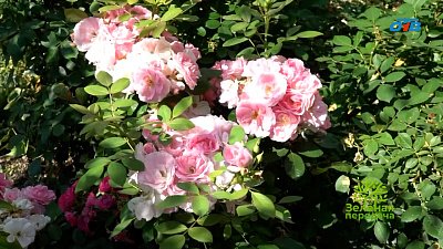 В мире роз: обзор современных питомников в рубрике «Грин Лайф»