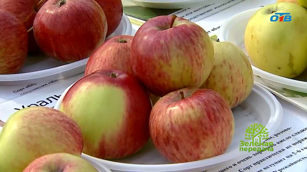 Как грамотно хранить урожай?