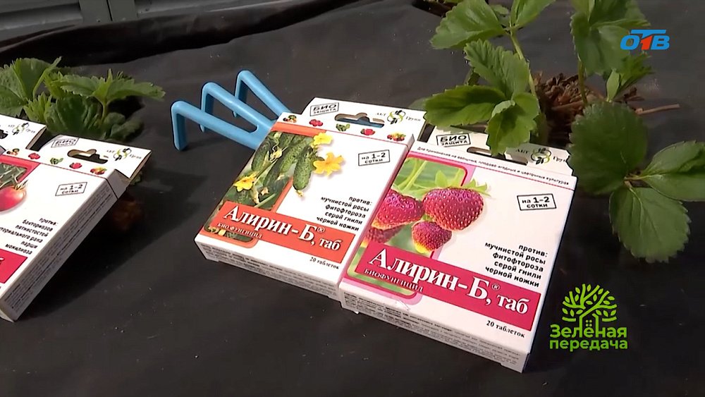 Весенние обработки в саду: защита растений от болезней