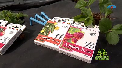 Весенние обработки в саду: защита растений от болезней