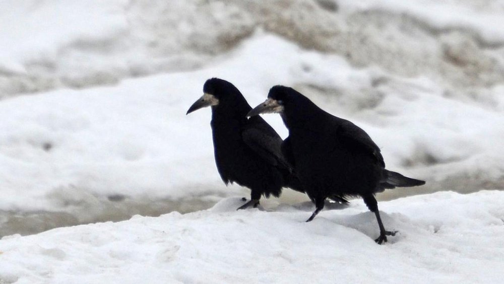 Перепись грачей проходит в России