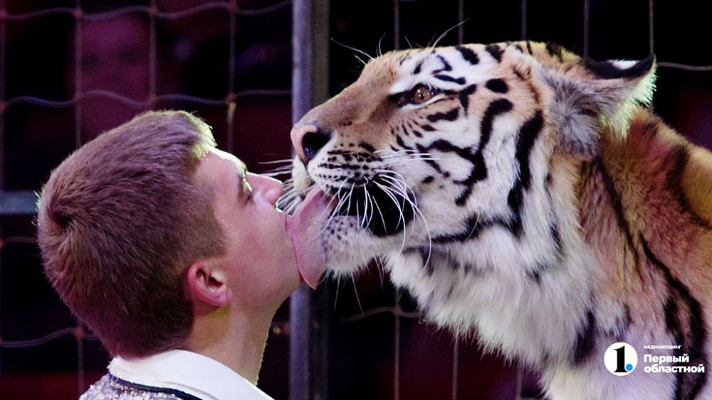 В Челябинской области готовят законодательную инициативу о запрете шапито