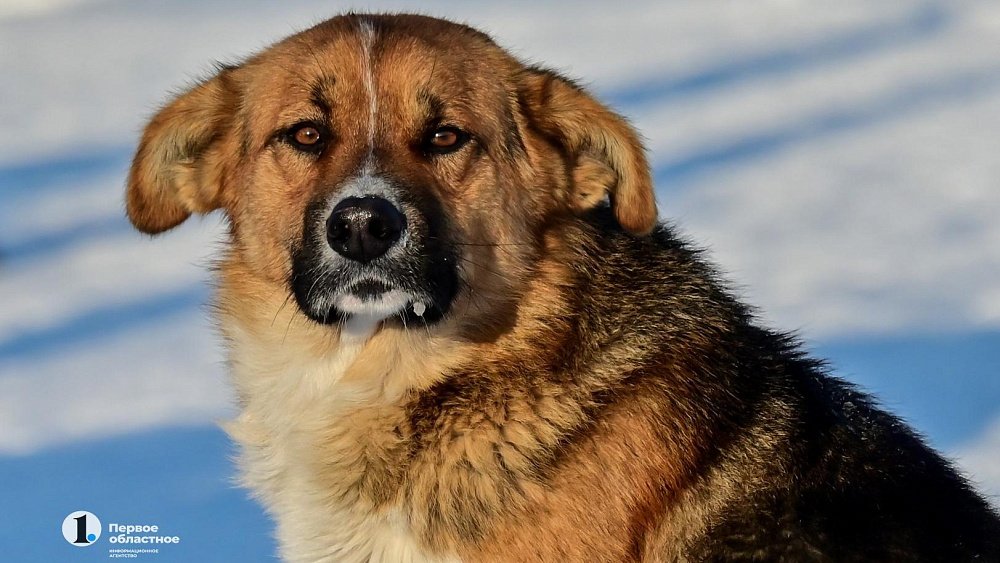 Челябинские зоозащитники выступили против усыпления уличных собак