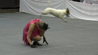 В Челябинске прошли состязания по кинологическому фристайлу