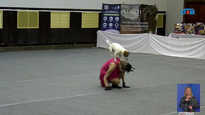 Челябинск в ритме собачьего вальса: соревнования по танцам с питомцами