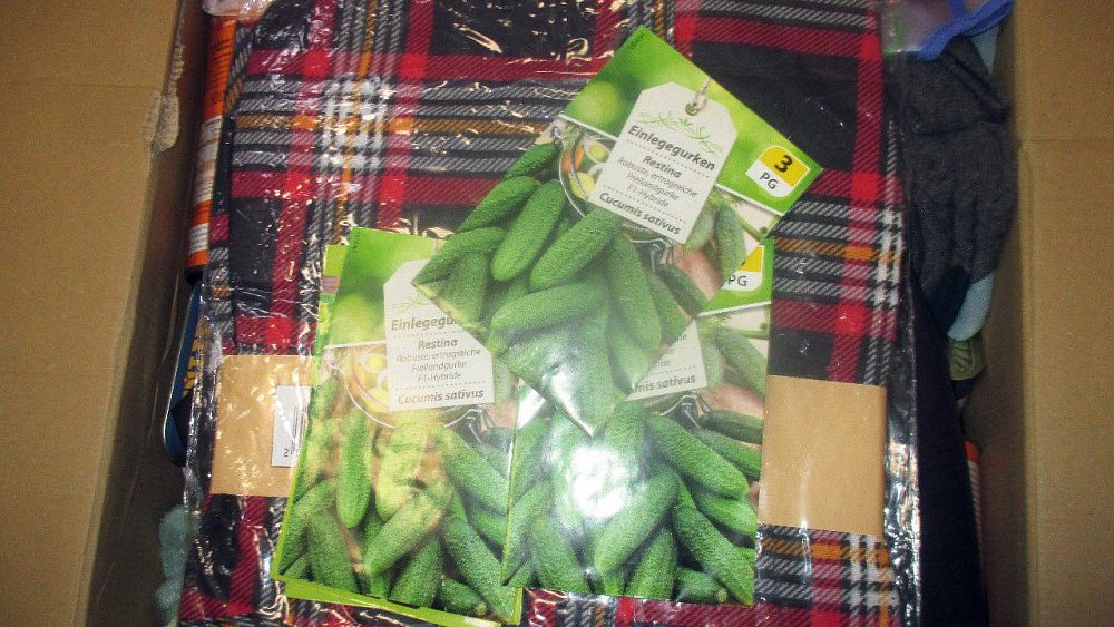 Жителя Челябинской области заставили уничтожить семена огурцов из Германии