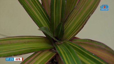 Страдающая традесканция в рубрике «Зеленый доктор»