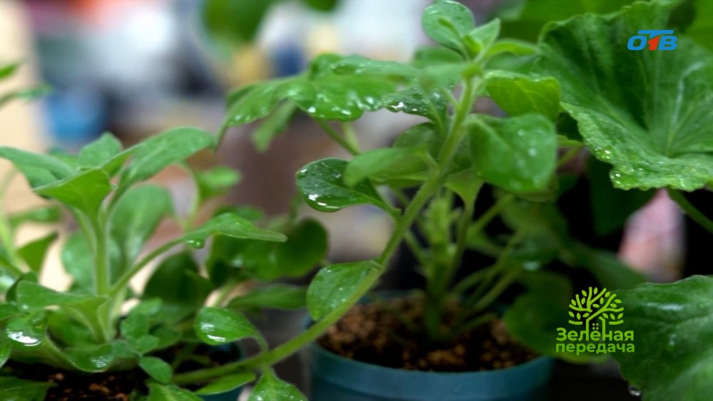 В новом выпуске программы «Зеленая передача» расскажут об уходе за рассадой и минеральных удобрениях