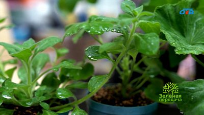 В новом выпуске программы «Зеленая передача» расскажут об уходе за рассадой и минеральных удобрениях