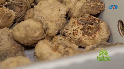 Советы по выбору мелколуковичных цветов