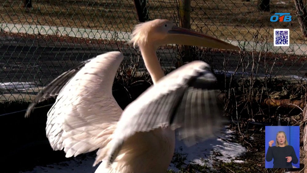 Весна в зоопарке: челябинские животные переезжают в летние вольеры