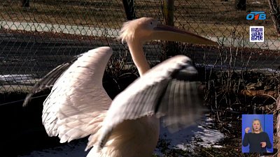 Весна в зоопарке: челябинские животные переезжают в летние вольеры