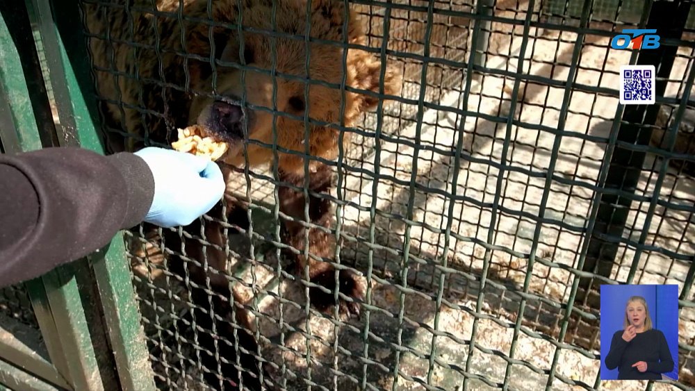В Челябинском приюте отметили День пробуждения медведя