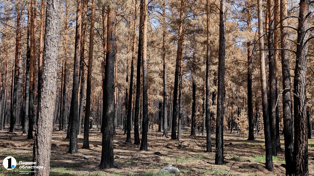 В лесах Челябинской области с 25 марта объявлен пожароопасный сезон