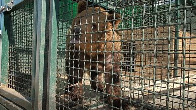 В приюте «Спаси меня» отметили День пробуждения медведей 