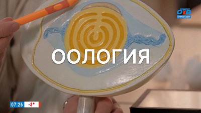 Оология в рубрике «Что-то там... логия и где-то там... ведение»