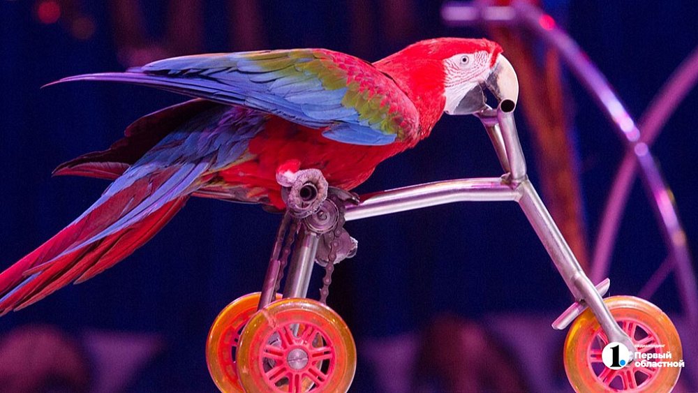 В Челябинской области гастролирует цирк с животными-«нелегалами»