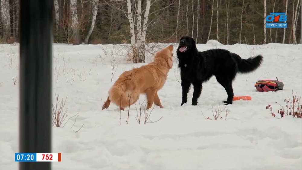 Как защитить питомца от отравления? — в рубрике «Усы, лапы и хвост»