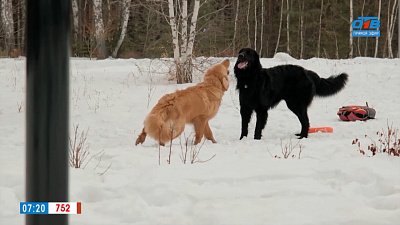 Как защитить питомца от отравления? — в рубрике «Усы, лапы и хвост»