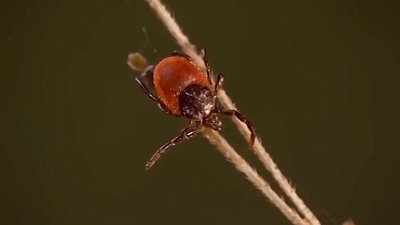 В Магнитогорске зафиксирован первый случай укуса клеща