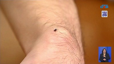 Клещи атакуют Магнитогорск