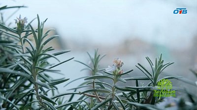 Розмарин вопреки морозам