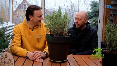 Секреты успешного выращивания «Горной красавицы» на Урале