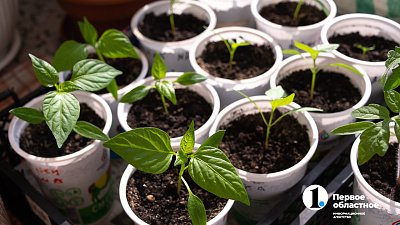 Треть жителей Челябинска потратят на семена и рассаду до 10 тысяч рублей