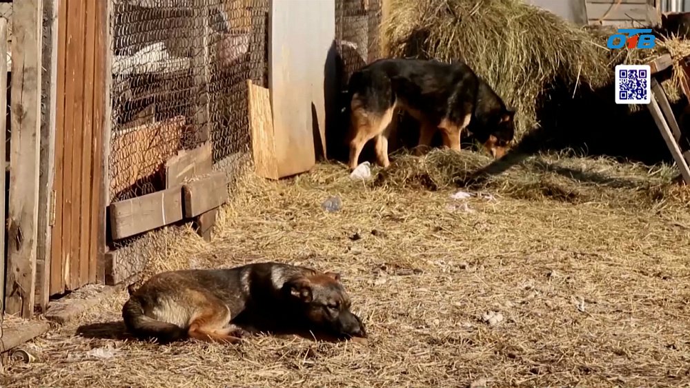 Студенты ЮУрГУ протягивают руку помощи бездомным животным