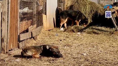 Студенты ЮУрГУ протягивают руку помощи бездомным животным