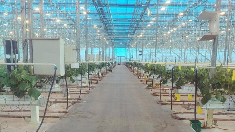 В Челябинск проник калифорнийский вредитель