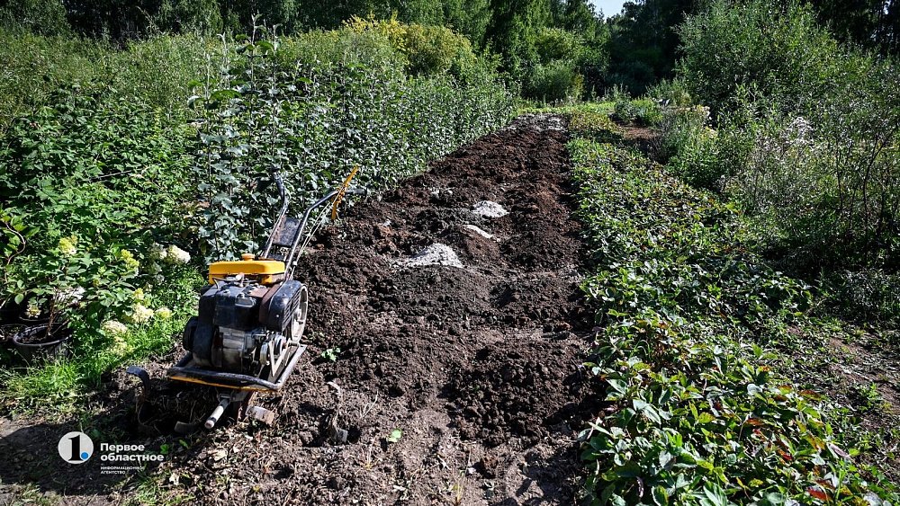 В Челябинской области ожидают весеннего нашествия мышей и грызунов