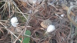 В нацпарках «Таганай» и «Зигальга» проклюнулись первые ветреницы