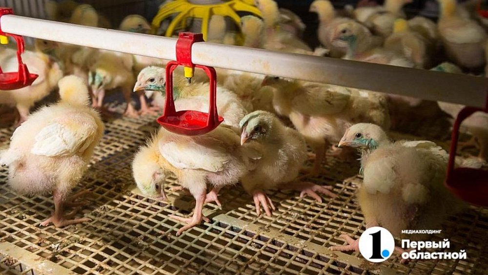 Крупный агрохолдинг Южного Урала сдерживает рост цен на курятину