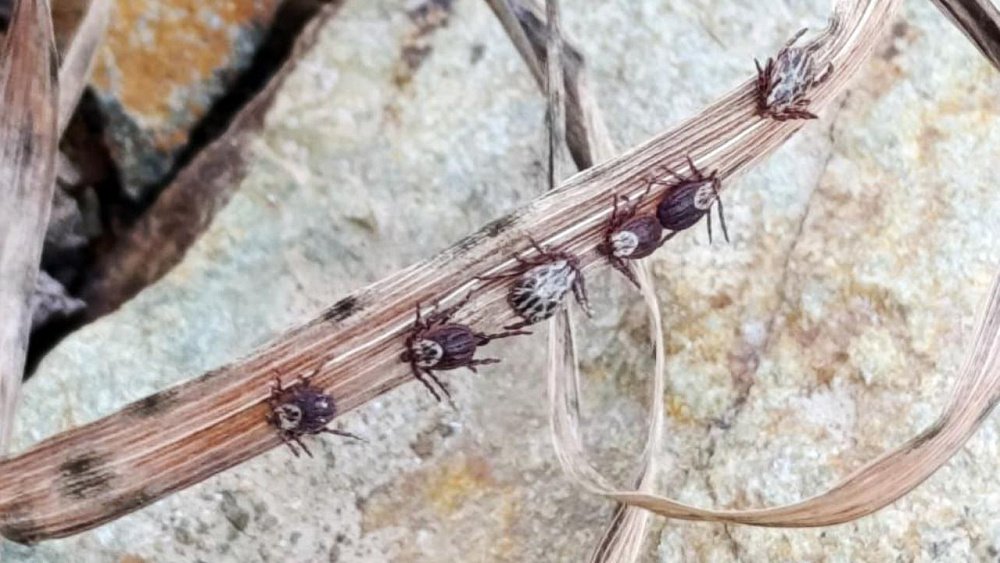 Клещи, обнаруженные в пригороде Челябинска, могут переносить боррелиоз