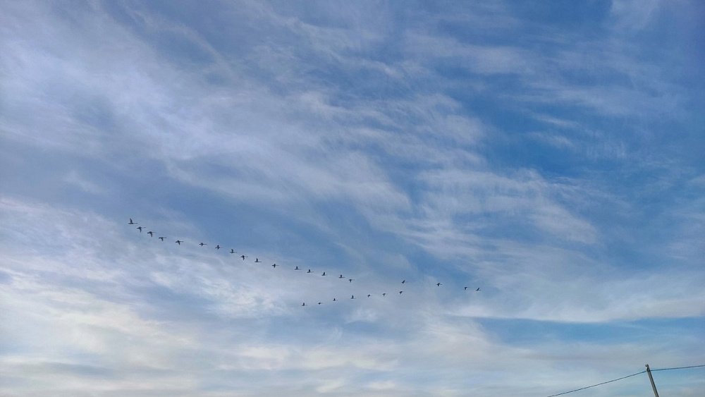 На Аркаим прилетели лебеди