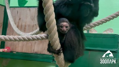 Посетители Челябинского зоопарка могут увидеть малыша-гиббона и других приматов