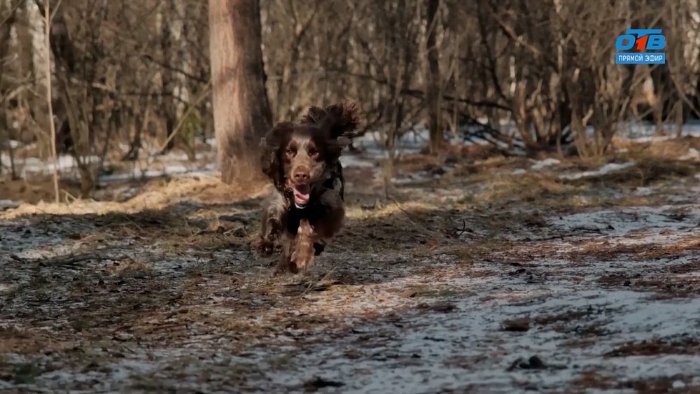 Русский охотничий спаниель в рубрике «Усы, лапы и хвост»