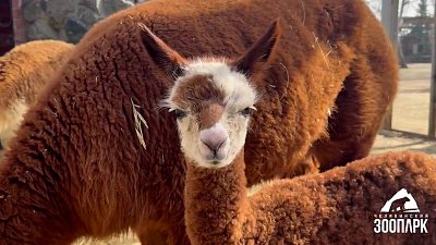 В Челябинском зоопарке родилась очаровательная альпака 