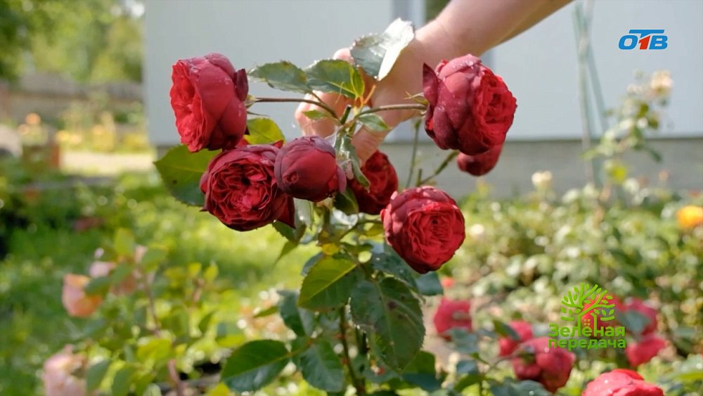 Цветочный союз Южного Урала: расцветаем вместе!