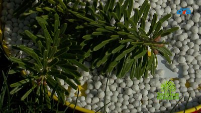 Секреты питания растений: фундамент здоровья и обильного цветения