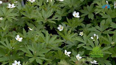 Живая мульча: украшаем цветник и обогащаем почву растениями