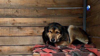 Как помочь бездомным животным обрести дом и заботу