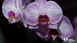 Цветок восстанет даже из пепла: эксперт рассказала о мире орхидей в Челябинске